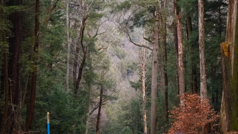 Ridge Campground At Cook Forest - Leeper, PA
