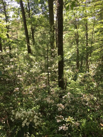 Trailhead For Bakers/ North Country Trail - Leeper, PA