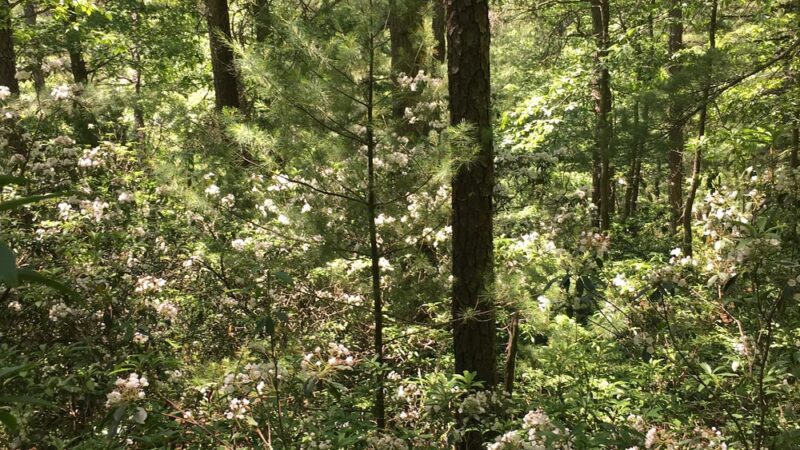 Trailhead For Bakers/ North Country Trail - Leeper, PA