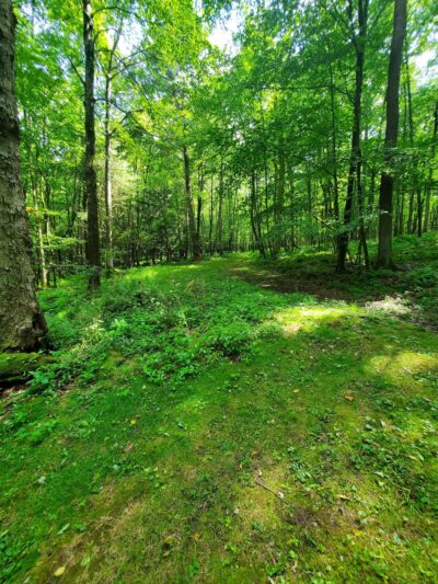 Whispering Oaks Cabins - Leeper, PA