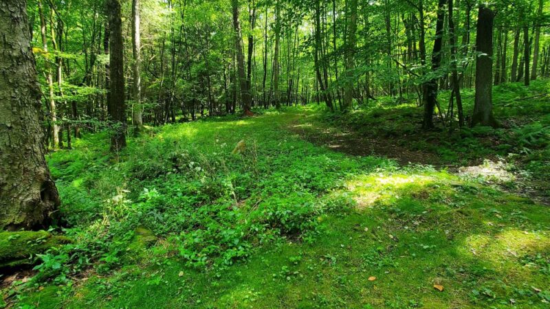 Whispering Oaks Cabins - Leeper, PA