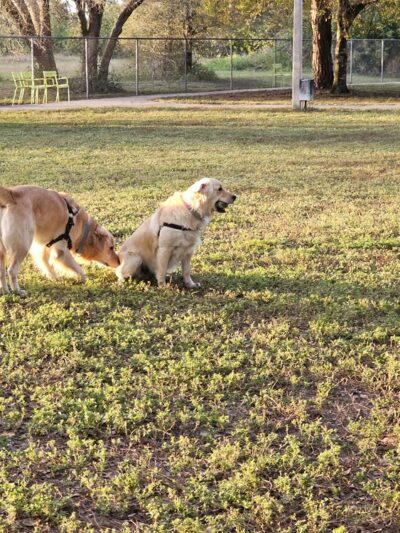 Veterans Park Dog Park - Lehigh Acres, FL