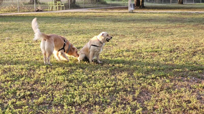 Veterans Park Dog Park - Lehigh Acres, FL