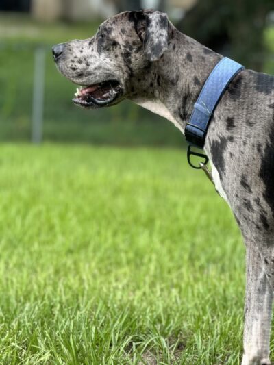 Veterans Park Dog Park - Lehigh Acres, FL