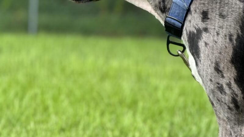 Veterans Park Dog Park - Lehigh Acres, FL