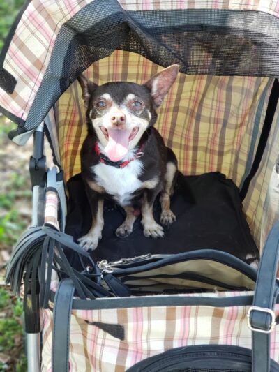 Veterans Park Dog Park - Lehigh Acres, FL