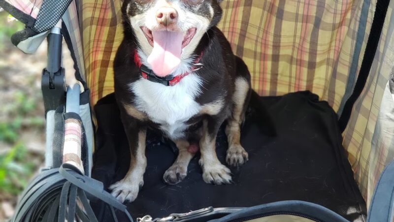 Veterans Park Dog Park - Lehigh Acres, FL