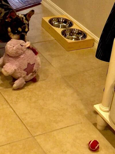 Veterans Park Dog Park - Lehigh Acres, FL