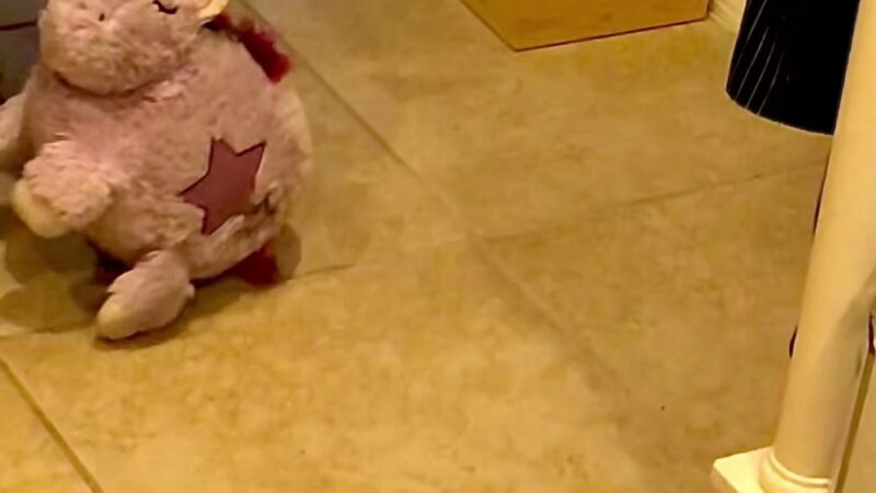 Veterans Park Dog Park - Lehigh Acres, FL