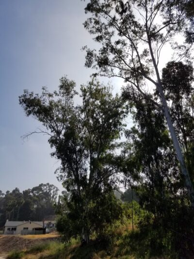 Dog Park - Lemon Grove, CA