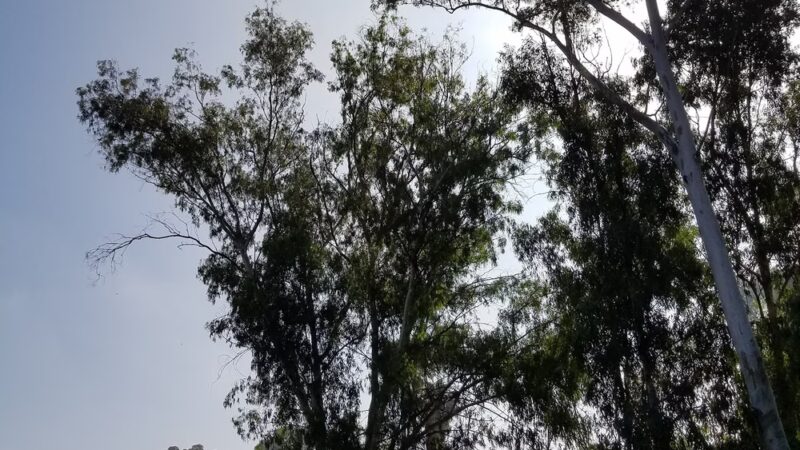 Dog Park - Lemon Grove, CA