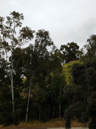 Dog Park - Lemon Grove, CA