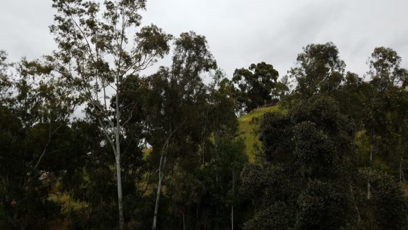 Dog Park - Lemon Grove, CA