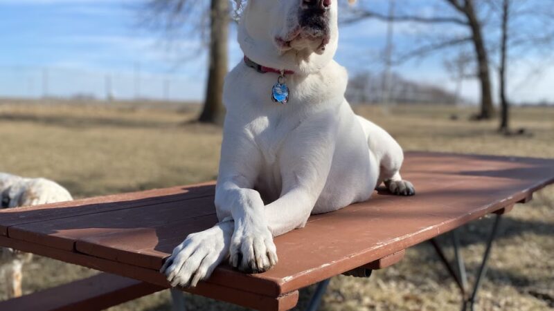 Back Forty Kennel, LLC - Lester Prairie, MN