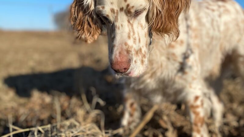 Back Forty Kennel, LLC - Lester Prairie, MN
