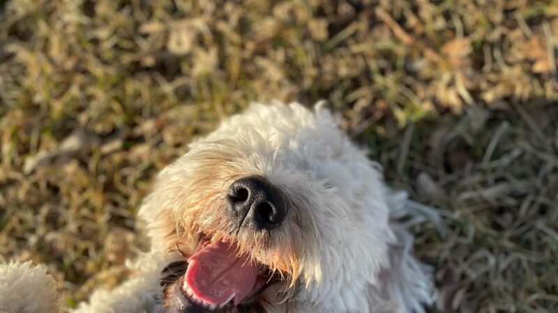 Back Forty Kennel, LLC - Lester Prairie, MN