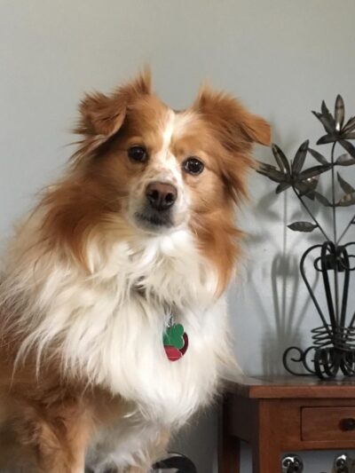 Back Forty Kennel, LLC - Lester Prairie, MN