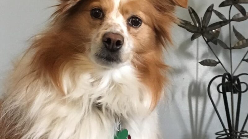 Back Forty Kennel, LLC - Lester Prairie, MN