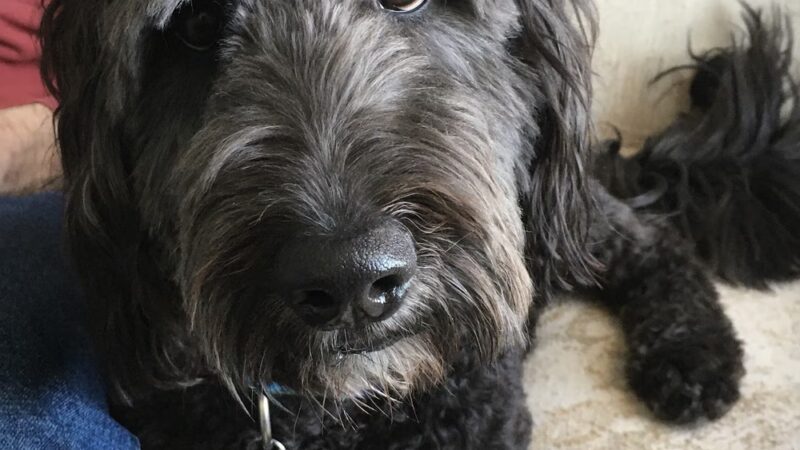 Back Forty Kennel, LLC - Lester Prairie, MN