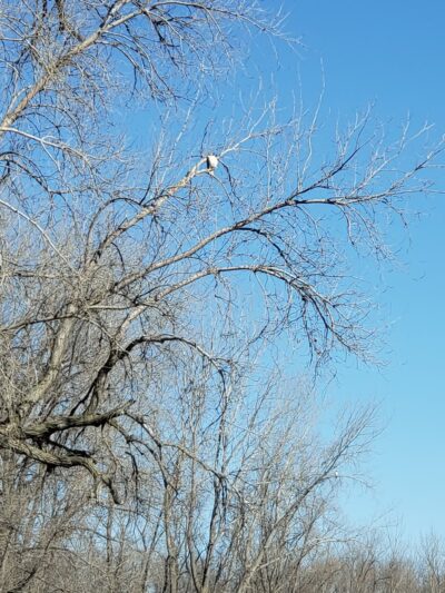 Sunrise Nature Park - Lester Prairie, MN