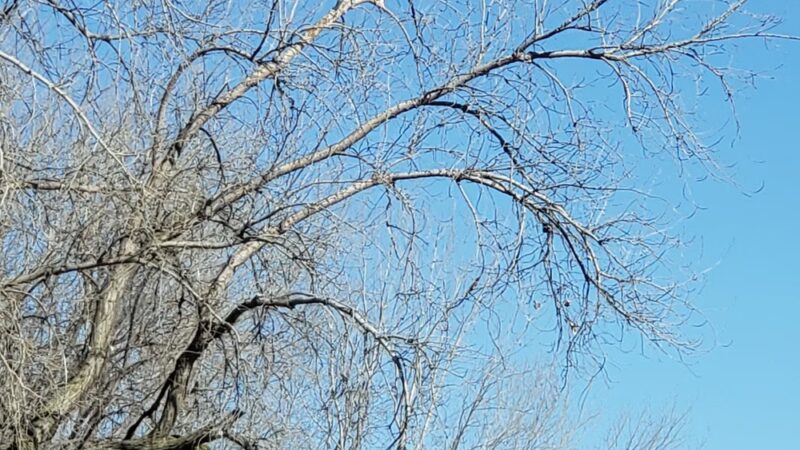 Sunrise Nature Park - Lester Prairie, MN
