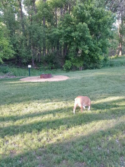 Sunrise Nature Park - Lester Prairie, MN