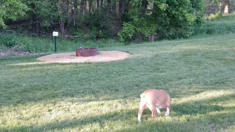 Sunrise Nature Park - Lester Prairie, MN