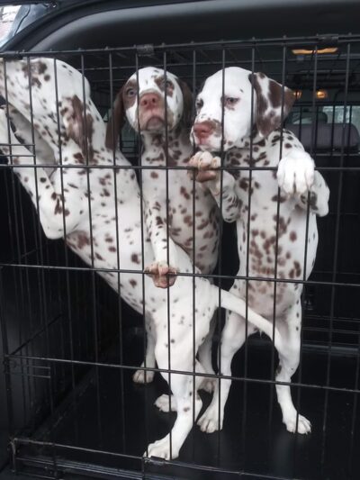 Old Park Grooming & Kennels - Lewistown, PA
