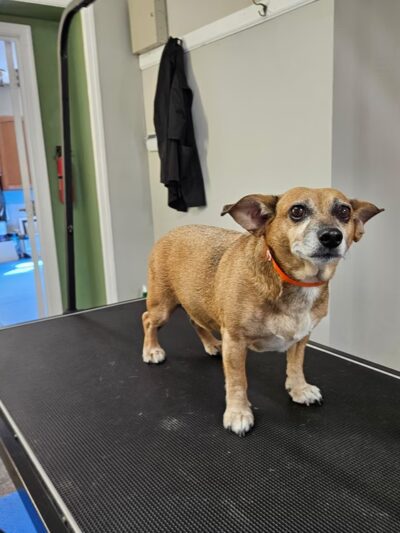 Pet Salon - Lexington Park, MD