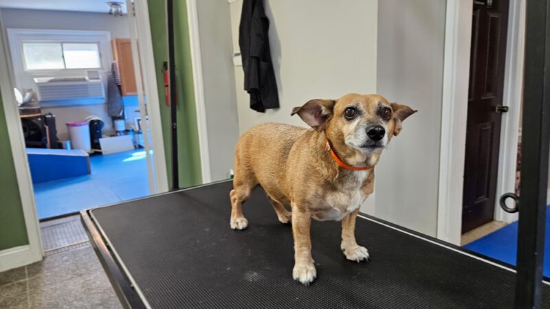 Pet Salon - Lexington Park, MD