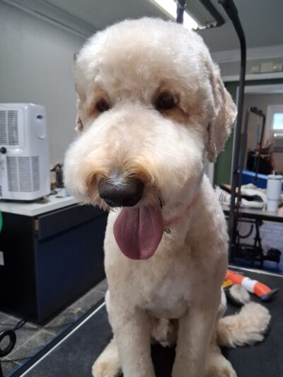 Pet Salon - Lexington Park, MD