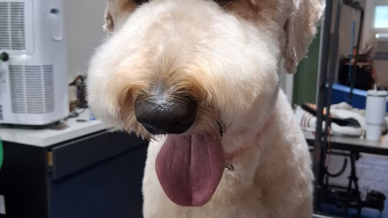 Pet Salon - Lexington Park, MD