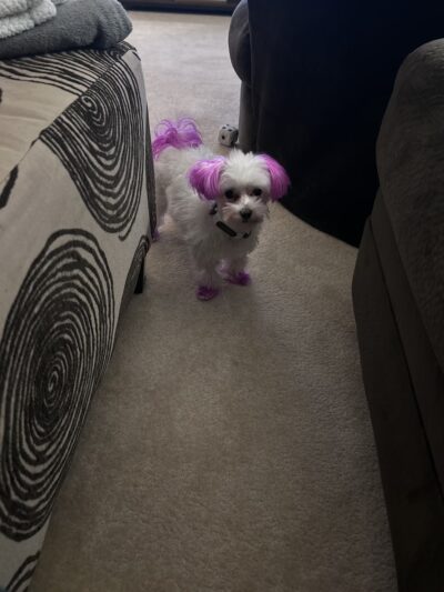 Pet Salon - Lexington Park, MD