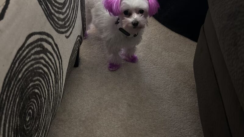 Pet Salon - Lexington Park, MD