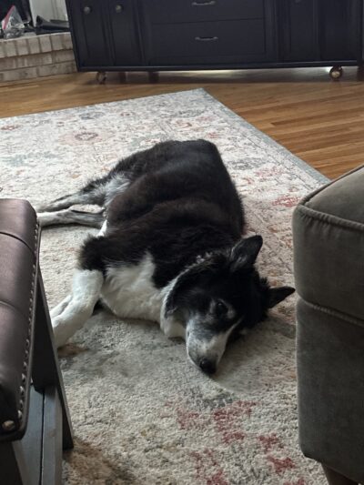 Pet Salon - Lexington Park, MD