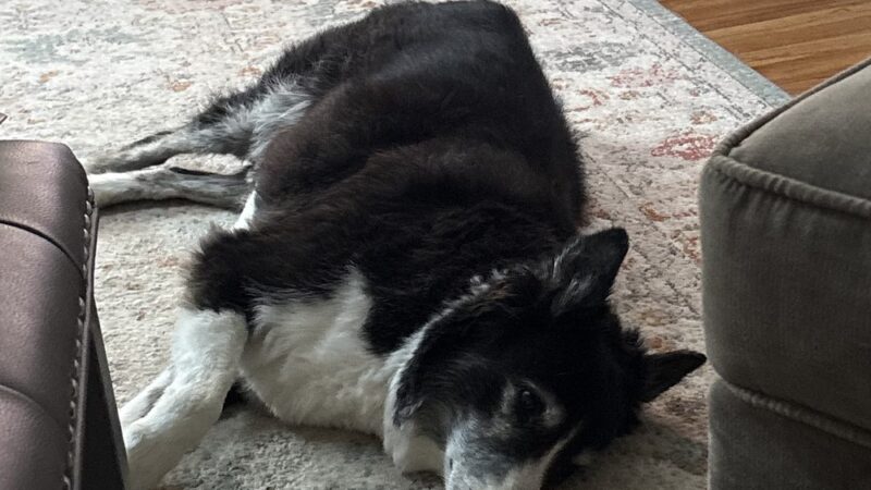 Pet Salon - Lexington Park, MD