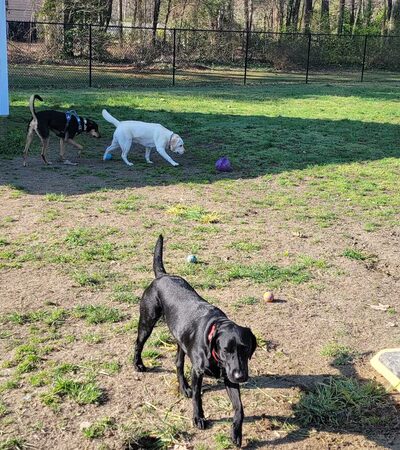 Trails End Pet Sitting - Lexington Park, MD