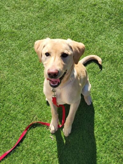 Trails End Pet Sitting - Lexington Park, MD