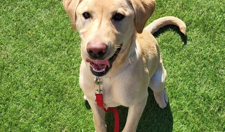 Trails End Pet Sitting - Lexington Park, MD