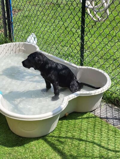 Trails End Pet Sitting - Lexington Park, MD