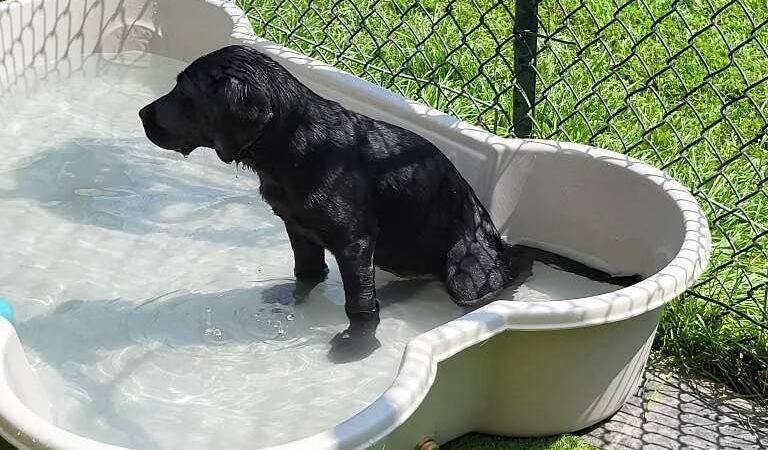 Trails End Pet Sitting - Lexington Park, MD