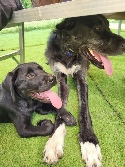 Trails End Pet Sitting - Lexington Park, MD