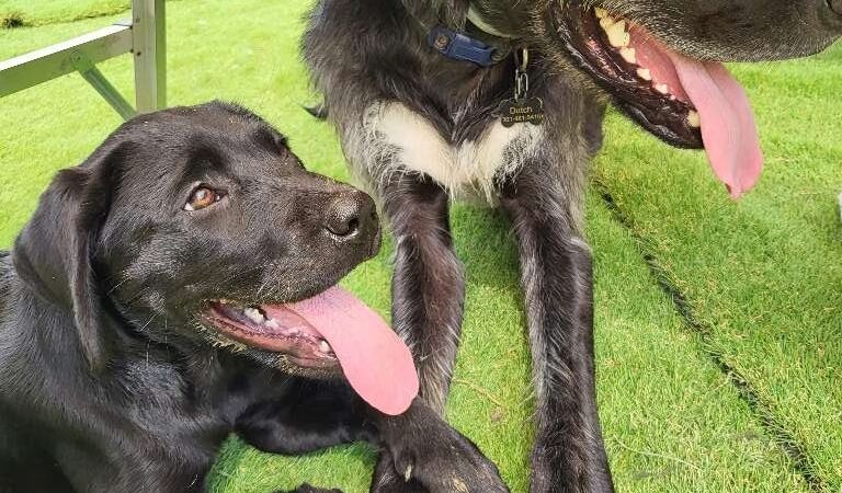 Trails End Pet Sitting - Lexington Park, MD