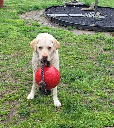 Trails End Pet Sitting - Lexington Park, MD