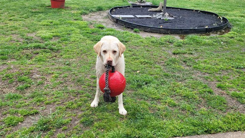 Trails End Pet Sitting - Lexington Park, MD