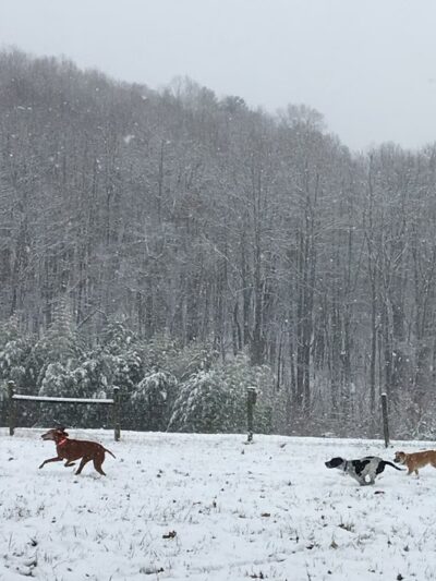 Quail Ridge Sporting Club & Boarding Kennels - Lexington, VA