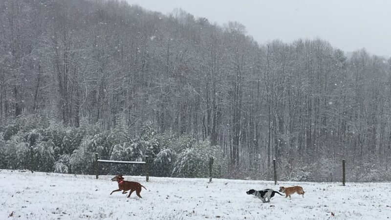 Quail Ridge Sporting Club & Boarding Kennels - Lexington, VA
