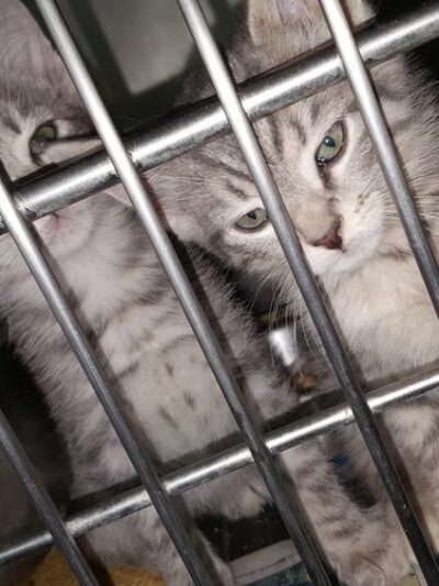 Rockbridge SPCA - Lexington, VA