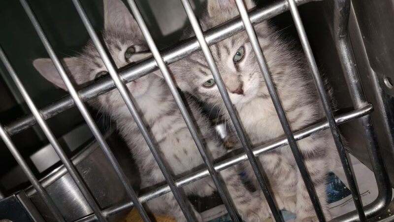 Rockbridge SPCA - Lexington, VA