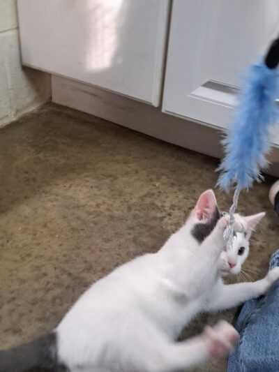 Rockbridge SPCA - Lexington, VA